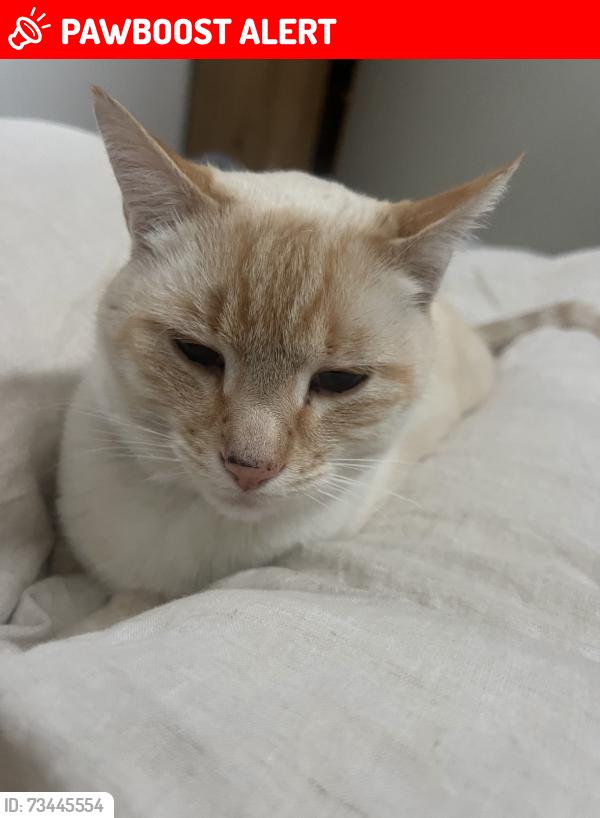 Lost Male Cat last seen Alpine way, Cottonwood Heights, UT 84121