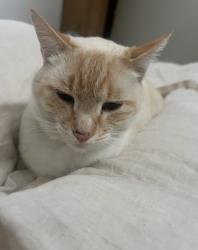 Lost Male Cat last seen Alpine way, Cottonwood Heights, UT 84121