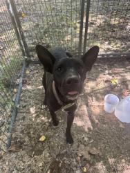 Found/Stray Male Dog last seen dublin drive, Maryville, TN 37803