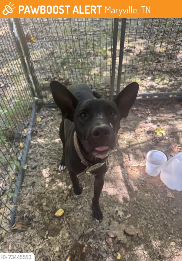 Found/Stray Male Dog last seen dublin drive, Maryville, TN 37803