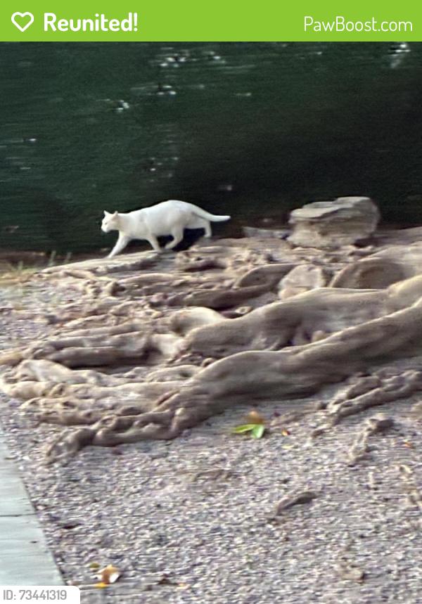 Reunited Unknown Cat last seen Broadway at 14th, Santa Monica, CA 90404