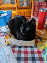 Lost Male Cat last seen Hallowell and East 11 conshohocken, Conshohocken, PA 19428