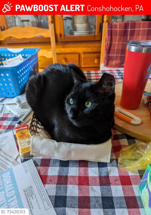 Lost Male Cat last seen Hallowell and East 11 conshohocken, Conshohocken, PA 19428