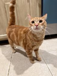 Reunited Male Cat last seen Apache Way, Tewksbury, MA 01876