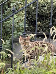 Found/Stray Unknown Cat last seen Between the 1400 block of Independence Ave & Massachusetts Ave SE, Washington, DC 20003