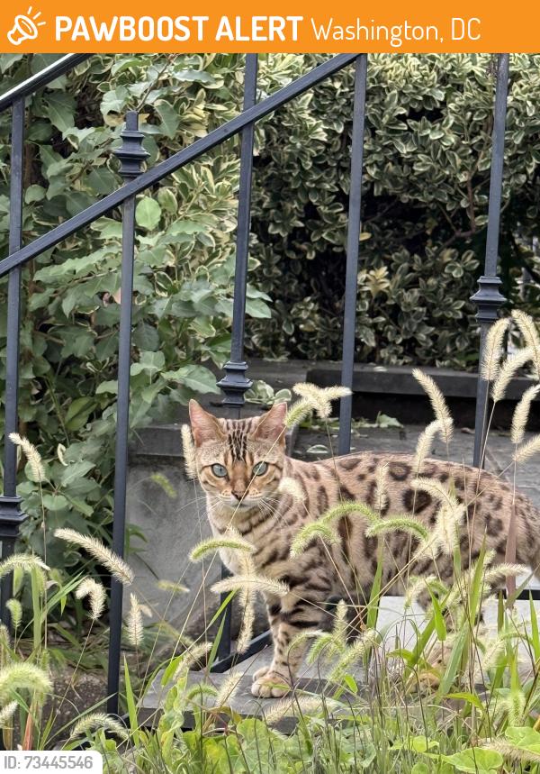 Found/Stray Unknown Cat last seen Between the 1400 block of Independence Ave & Massachusetts Ave SE, Washington, DC 20003