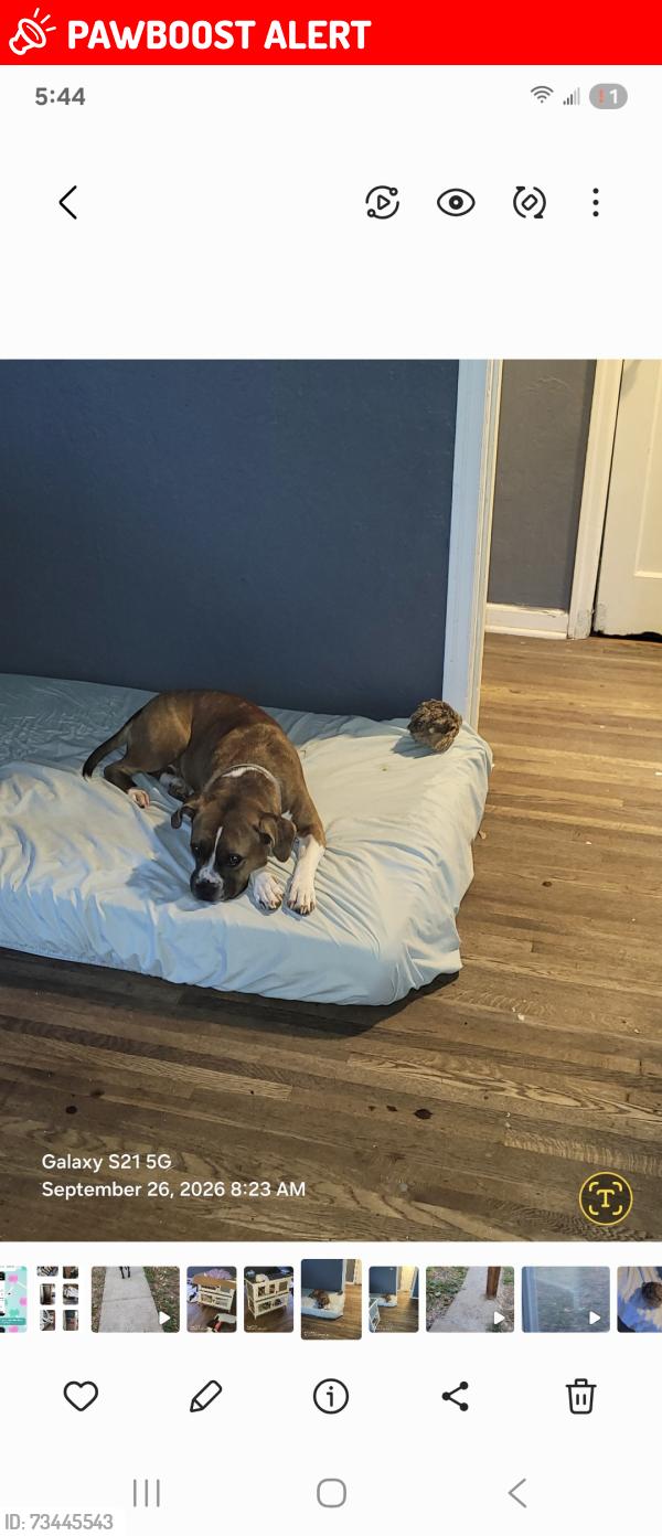 Lost Female Dog last seen Sunset Oaks Dr, Tecumseh, OK 74873, Pottawatomie County, OK 74873