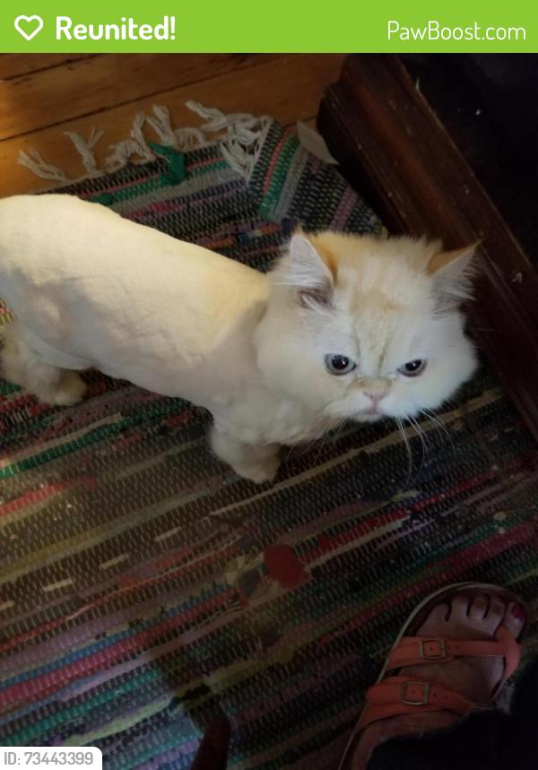 Reunited Female Cat last seen Greena d Liberty, Westminster, MD 21157