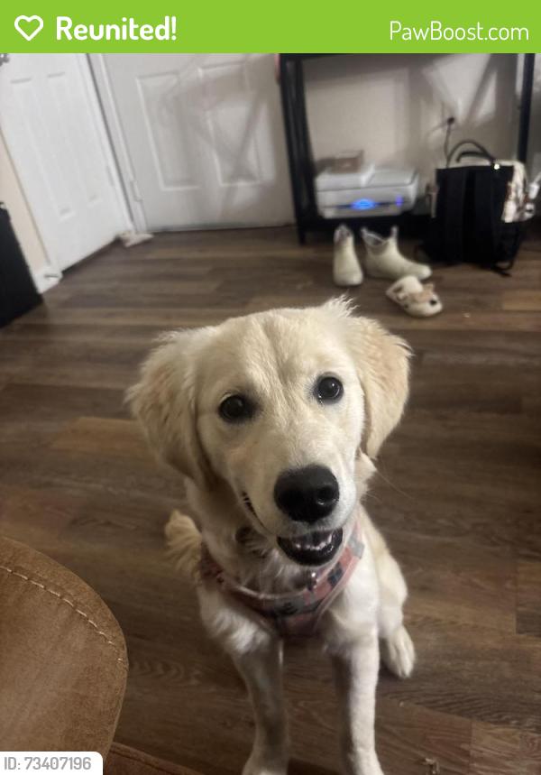 Reunited Female Dog last seen Near Pantigo Ln, N Eden Way, Chesapeake, VA 23320
