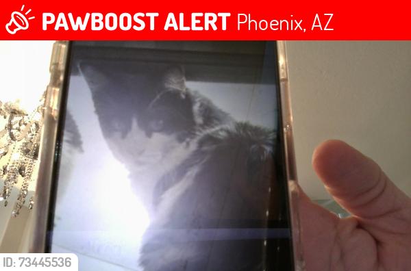 Lost Female Cat last seen 39th Lane and Vineyard, Phoenix, AZ 85041