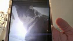Lost Female Cat last seen 39th Lane and Vineyard, Phoenix, AZ 85041