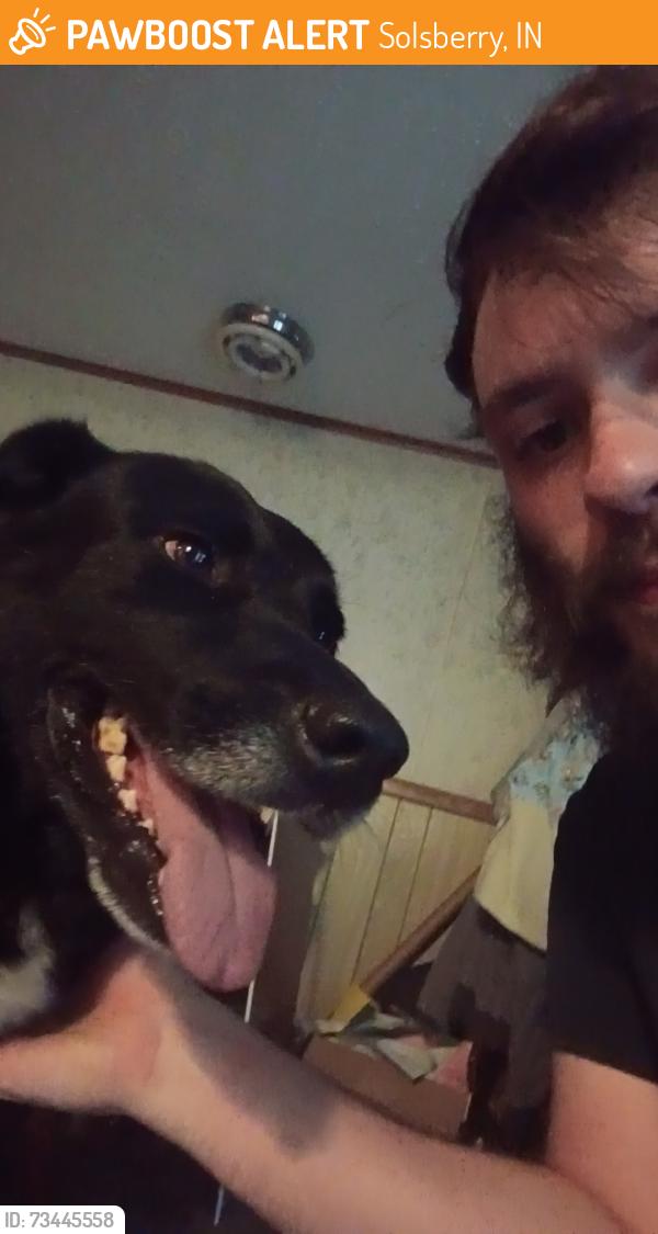 Found/Stray Male Dog last seen N state rd 47, Solsberry, IN 47459