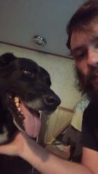 Found/Stray Male Dog last seen N state rd 47, Solsberry, IN 47459