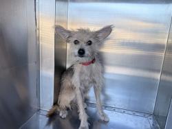 Shelter Stray Female Dog last seen N 75TH AVE AND W INDIAN SCHOOL RD, 2500 S 27th Ave, Phoenix, AZ 85009, USA
