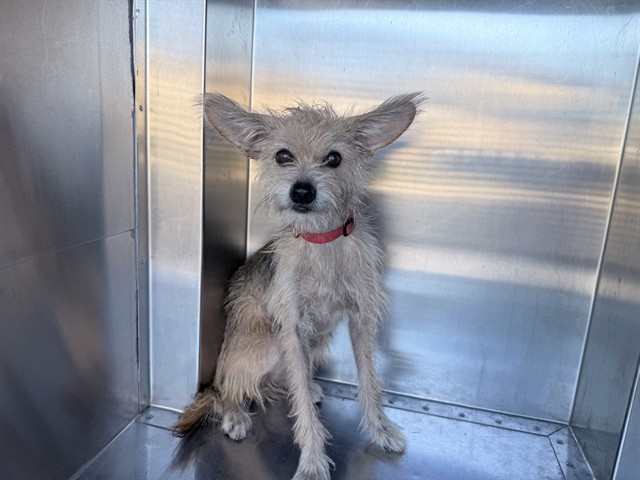 Shelter Stray Female Dog last seen N 75TH AVE AND W INDIAN SCHOOL RD, 2500 S 27th Ave, Phoenix, AZ 85009, USA