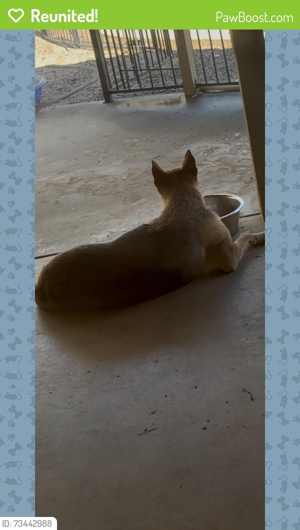 Reunited Male Dog last seen Sahuaro 24st, Phoenix, AZ 85028