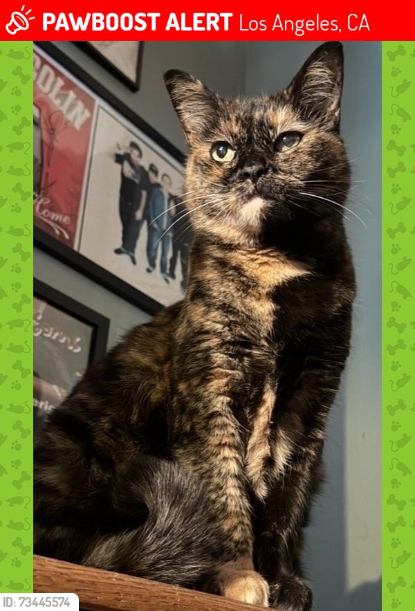 Lost Female Cat last seen President and lomita, Los Angeles, CA 90710