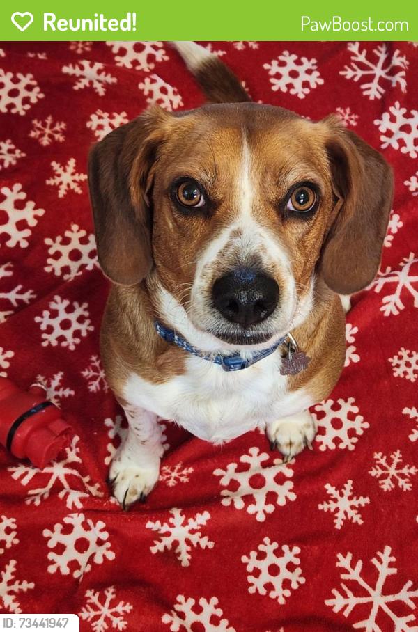 Reunited Male Dog last seen Port Diane Drive & Schuetz Road, Creve Coeur Township, MO 63146