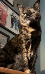 Lost Female Cat last seen President and lomita, Los Angeles, CA 90710
