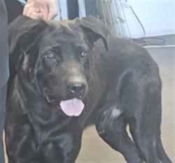 Shelter Stray Male Dog last seen , West Valley Animal Shelter, 20655 Plummer St, Chatsworth, CA 91311, USA