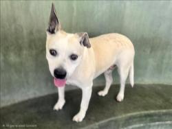Shelter Stray Male Dog last seen , 14409 Vanowen St, Van Nuys, CA 91405, USA