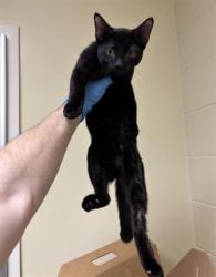 Shelter Stray Male Cat last seen JIBBOOM ST & RICHARDS BLVD, 2127 Front St, Sacramento, CA 95818, USA