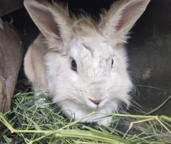Shelter Stray Female Other last seen , 3201 Lacy St, Los Angeles, CA 90031, USA