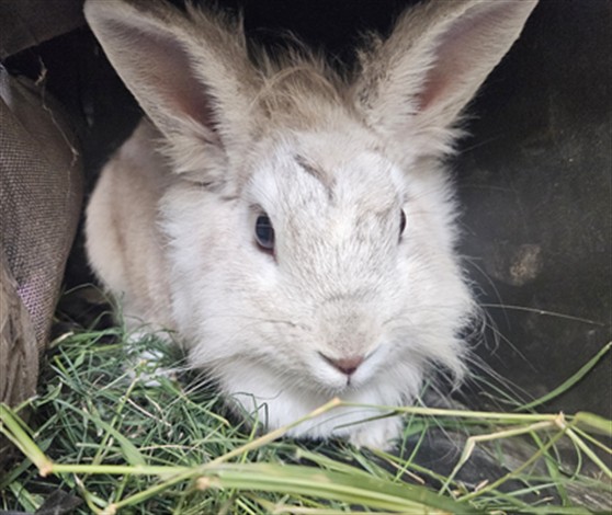 Shelter Stray Female Other last seen , 3201 Lacy St, Los Angeles, CA 90031, USA