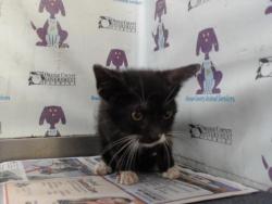 Shelter Stray Male Cat last seen , 2769 Conroy Rd, Orlando, FL 32839, USA