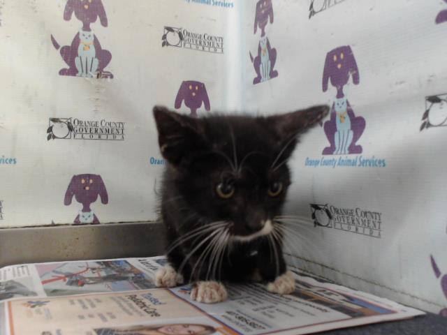 Shelter Stray Male Cat last seen , 2769 Conroy Rd, Orlando, FL 32839, USA