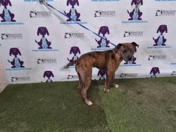 Shelter Stray Male Dog last seen , 2769 Conroy Rd, Orlando, FL 32839, USA