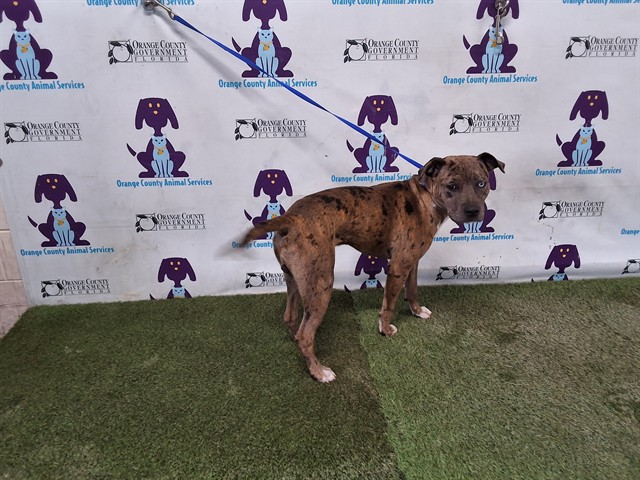 Shelter Stray Male Dog last seen , 2769 Conroy Rd, Orlando, FL 32839, USA