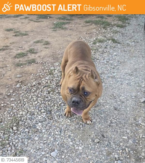 Found/Stray Male Dog last seen Hicone Rd/Huffine Mill Rd, Gibsonville, NC 27249