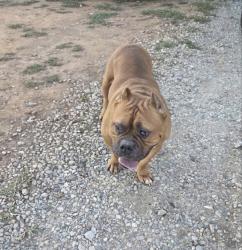 Found/Stray Male Dog last seen Hicone Rd/Huffine Mill Rd, Gibsonville, NC 27249