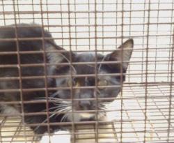 Shelter Stray Unknown Cat last seen FAIR OAKS BLVD/ENGLE RD, 95608, 3839 Bradshaw Rd, Sacramento, CA 95827, USA