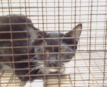 Shelter Stray Unknown Cat last seen FAIR OAKS BLVD/ENGLE RD, 95608, 3839 Bradshaw Rd, Sacramento, CA 95827, USA