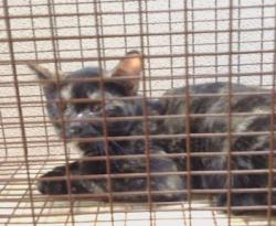 Shelter Stray Female Cat last seen FAIR OAKS BLVD/ENGLE RD, 95608, 3839 Bradshaw Rd, Sacramento, CA 95827, USA