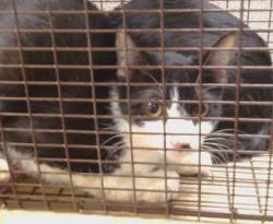 Shelter Stray Unknown Cat last seen FAIR OAKS BLVD/ENGLE RD, 95608, 3839 Bradshaw Rd, Sacramento, CA 95827, USA