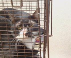 Shelter Stray Unknown Cat last seen FAIR OAKS BLVD/ENGLE RD, 95608, 3839 Bradshaw Rd, Sacramento, CA 95827, USA