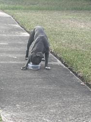 Reunited Male Dog last seen On Downwood Forest Drive, Houston, TX 77088