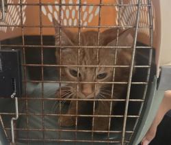 Shelter Stray Female Cat last seen MT VERNON AVE BAKERSFIELD, 201 S Mt Vernon Ave, Bakersfield, CA 93307, USA