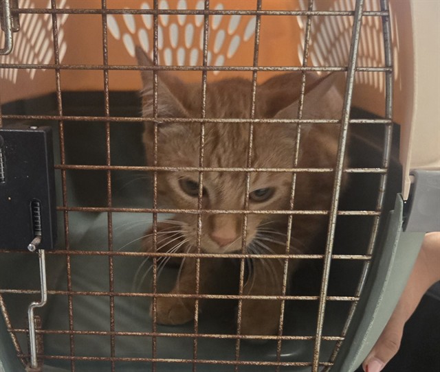 Shelter Stray Female Cat last seen MT VERNON AVE BAKERSFIELD, 201 S Mt Vernon Ave, Bakersfield, CA 93307, USA