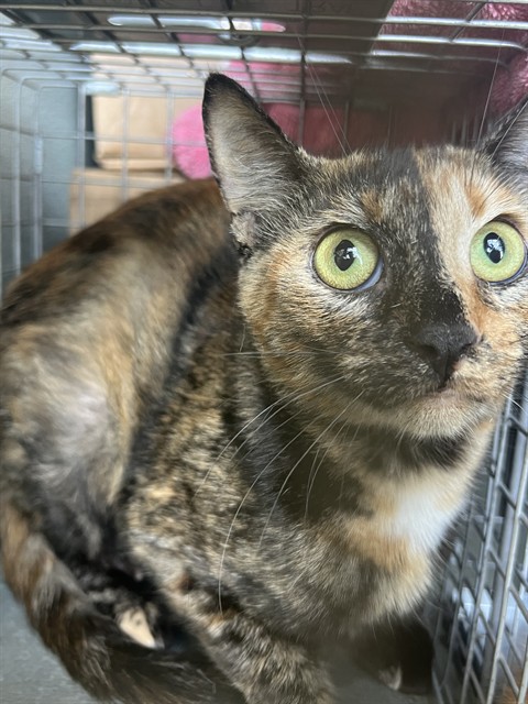 Shelter Stray Female Cat last seen , 4275 Elton St, Baldwin Park, CA 91706, USA