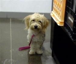 Shelter Stray Female Dog last seen GARNET AVE AND HOBSON, 1920 S Lewis, Mesa, AZ 85210, USA