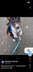 Lost Male Dog last seen Bark Social, Columbia, MD 21044