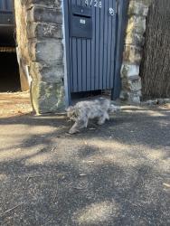 Found/Stray Unknown Cat last seen Near 15 Rocklands Road, near Morton St, Wollstonecraft, NSW 2065