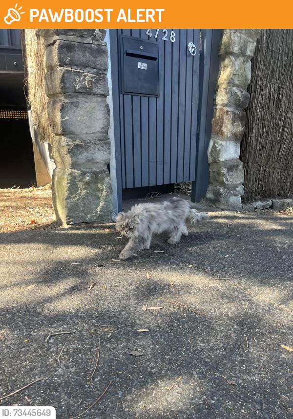 Found/Stray Unknown Cat last seen Near 15 Rocklands Road, near Morton St, Wollstonecraft, NSW 2065