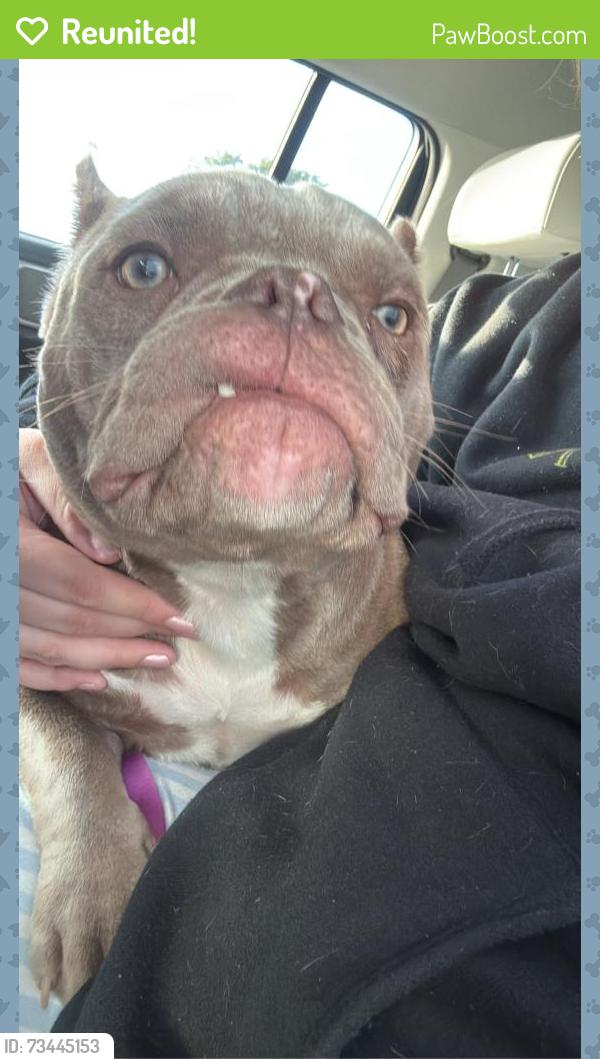 Reunited Female Dog last seen Davis ford road and bacon race, Prince William County, VA 22193
