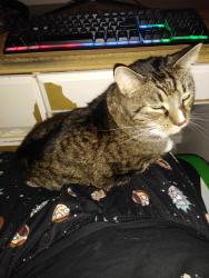 Lost Male Cat last seen E Maple Street, E locust, Dallastown, PA 17313