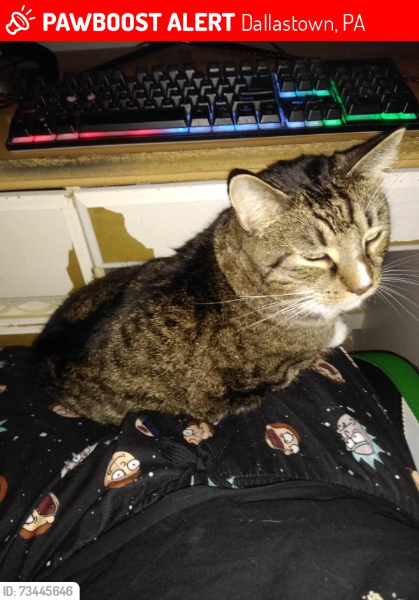 Lost Male Cat last seen E Maple Street, E locust, Dallastown, PA 17313